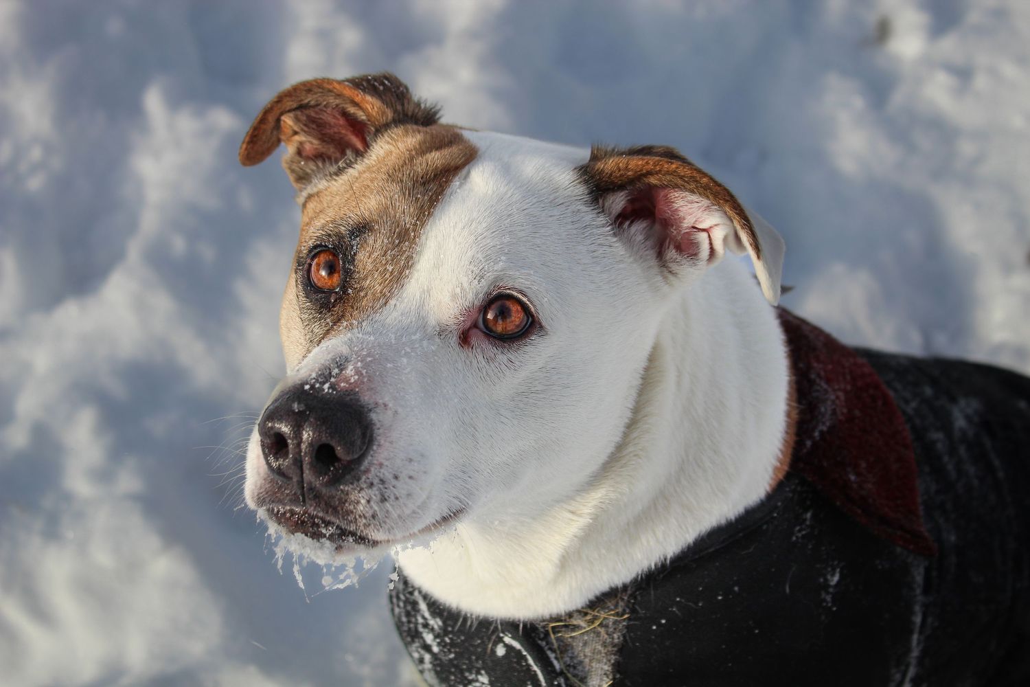 White and brown American Bulldog with amber eyes standing in snow, with snowflakes on its face.