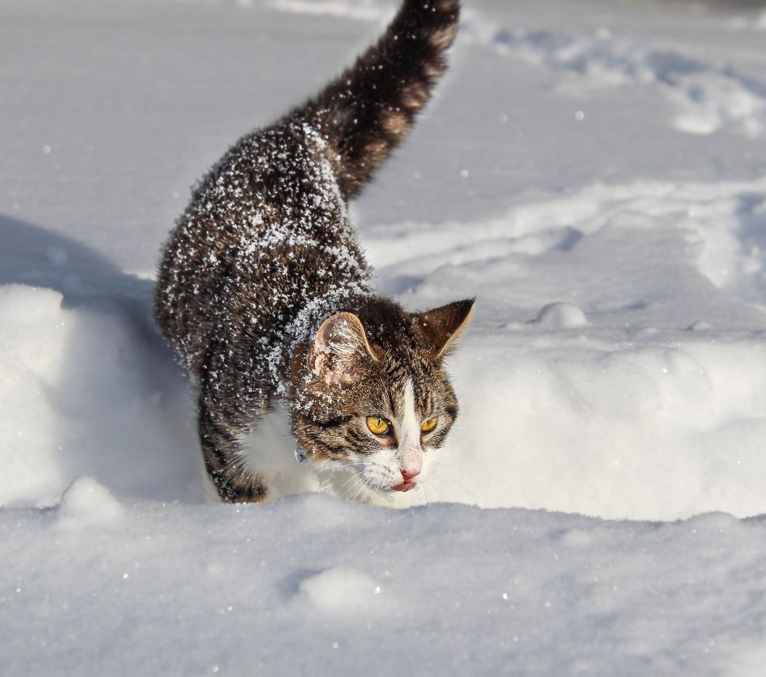 Tabby cat walking through deep snow with flakes on its fur.