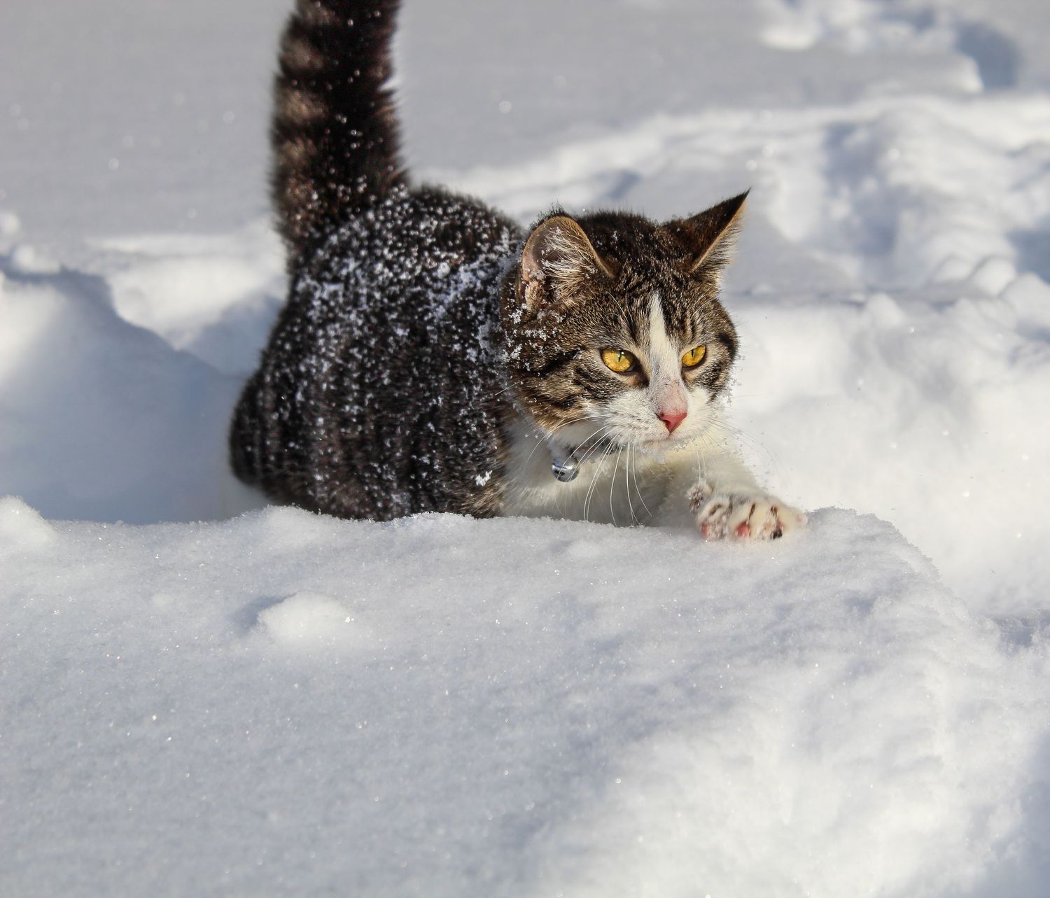 Tabby cat crouching playfully in fresh white snow outdoors.