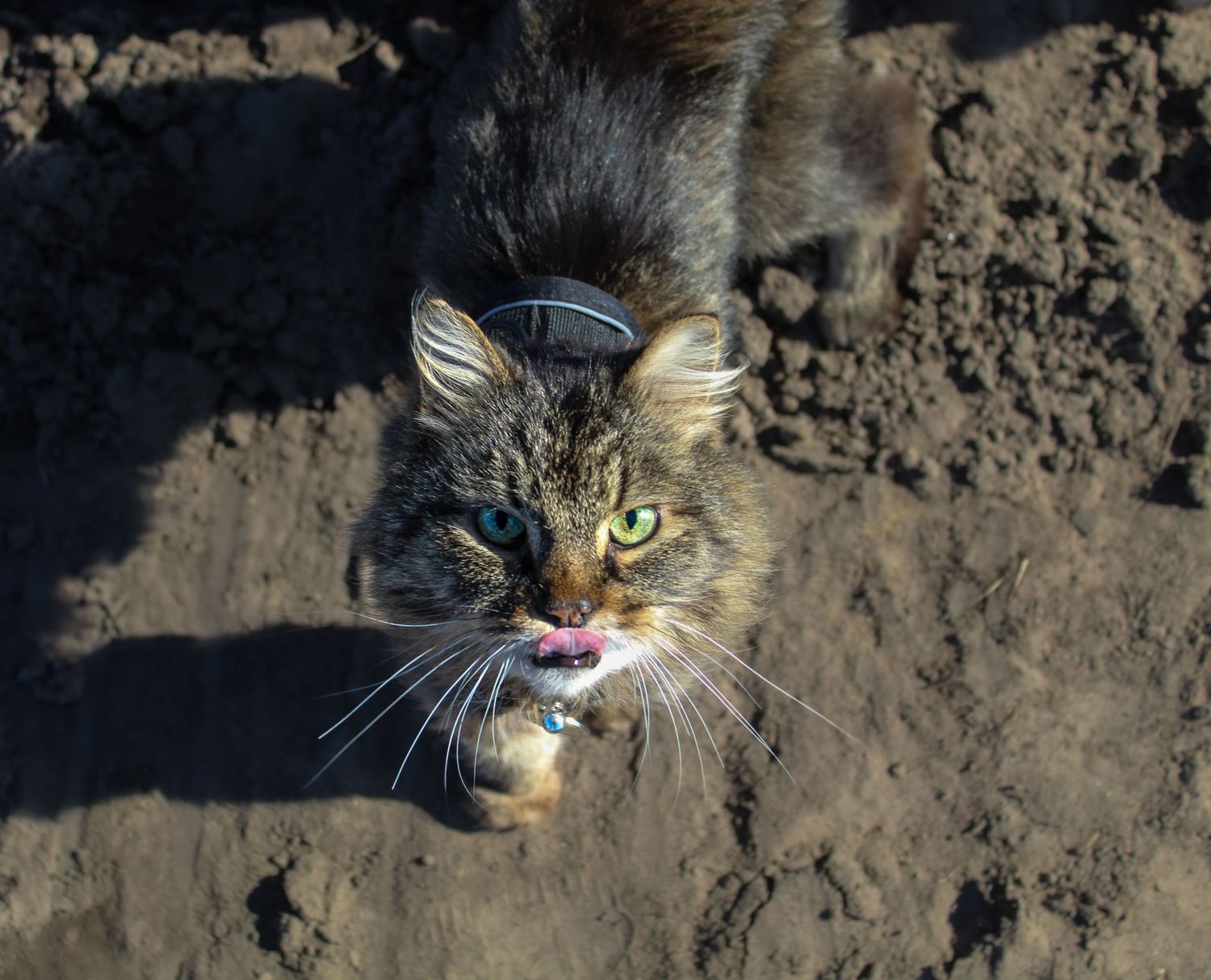 Long-haired tabby cat licking lips while standing on sandy ground.