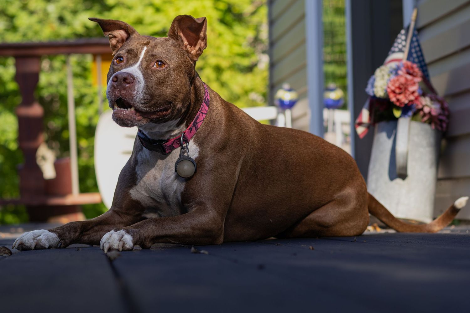 Brown and white pit bull dog wearing a pink collar resting on a deck outdoors.