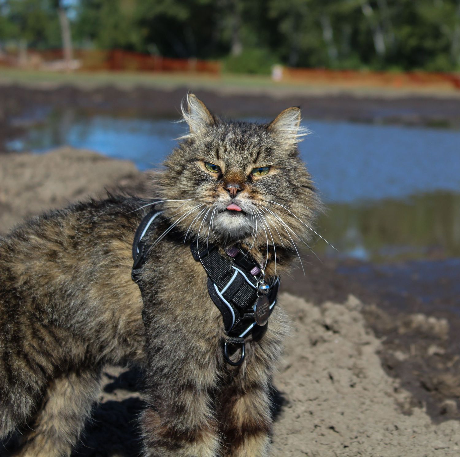 Fluffy tabby cat wearing black harness standing on sandy shore.