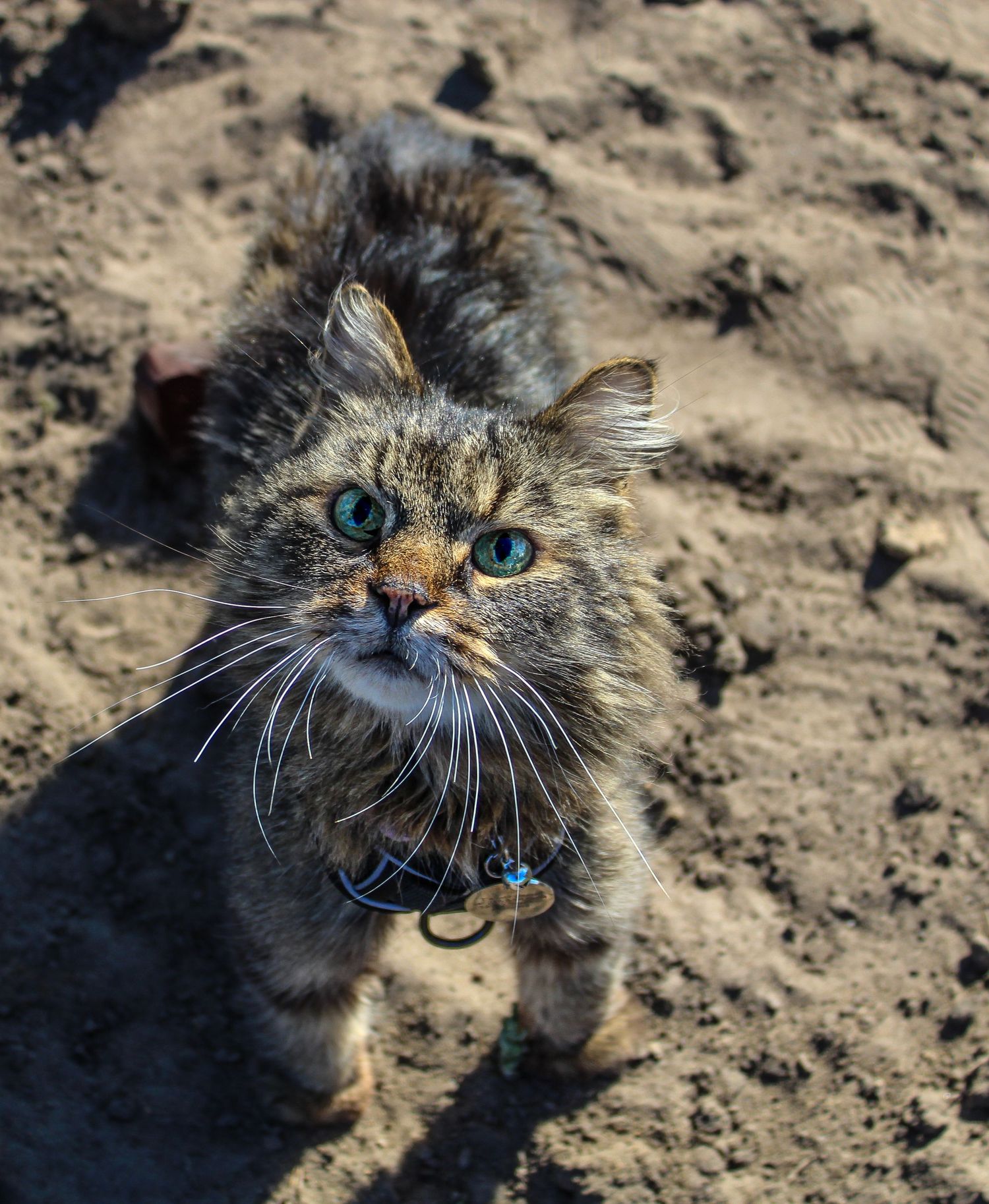 Fluffy tabby cat with blue eyes wearing collar on sandy ground.