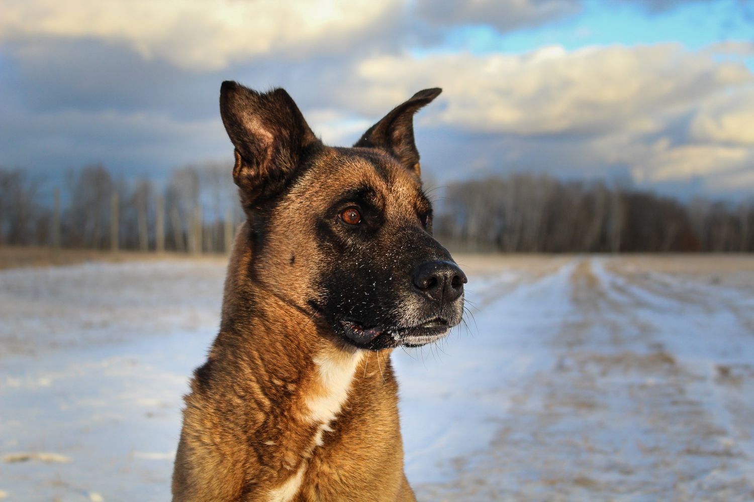 Alert German Shepherd dog sitting on a snowy rural road under a cloudy winter sky.