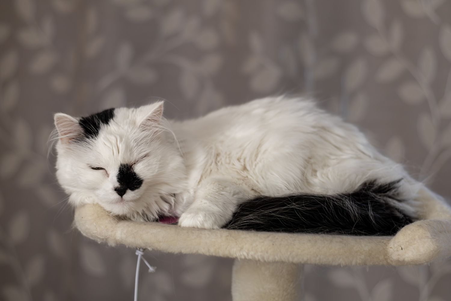 A fluffy white and black cat sleeping peacefully on a beige cat tree perch.