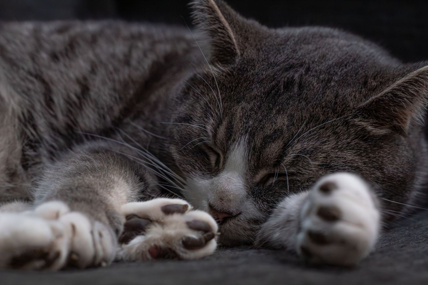 A gray cat sleeps peacefully with extended white-tipped paws on a dark surface.