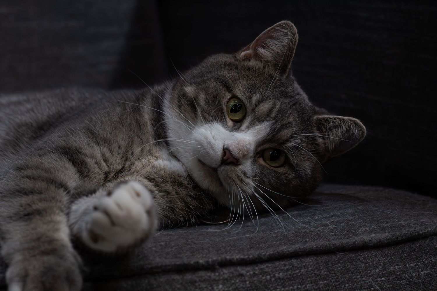 Gray tabby cat with white markings lying on a gray couch in a relaxed pose.