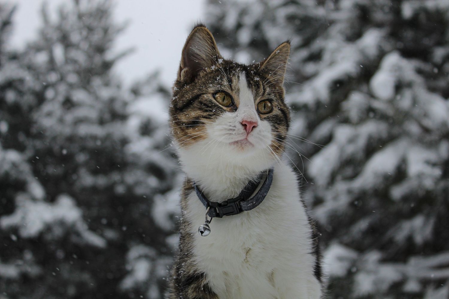 Tabby and white cat wearing collar sitting in snowy winter scene.