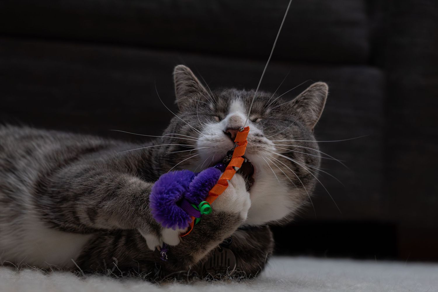 Gray tabby cat playing with a colorful feather toy, holding it with both paws.