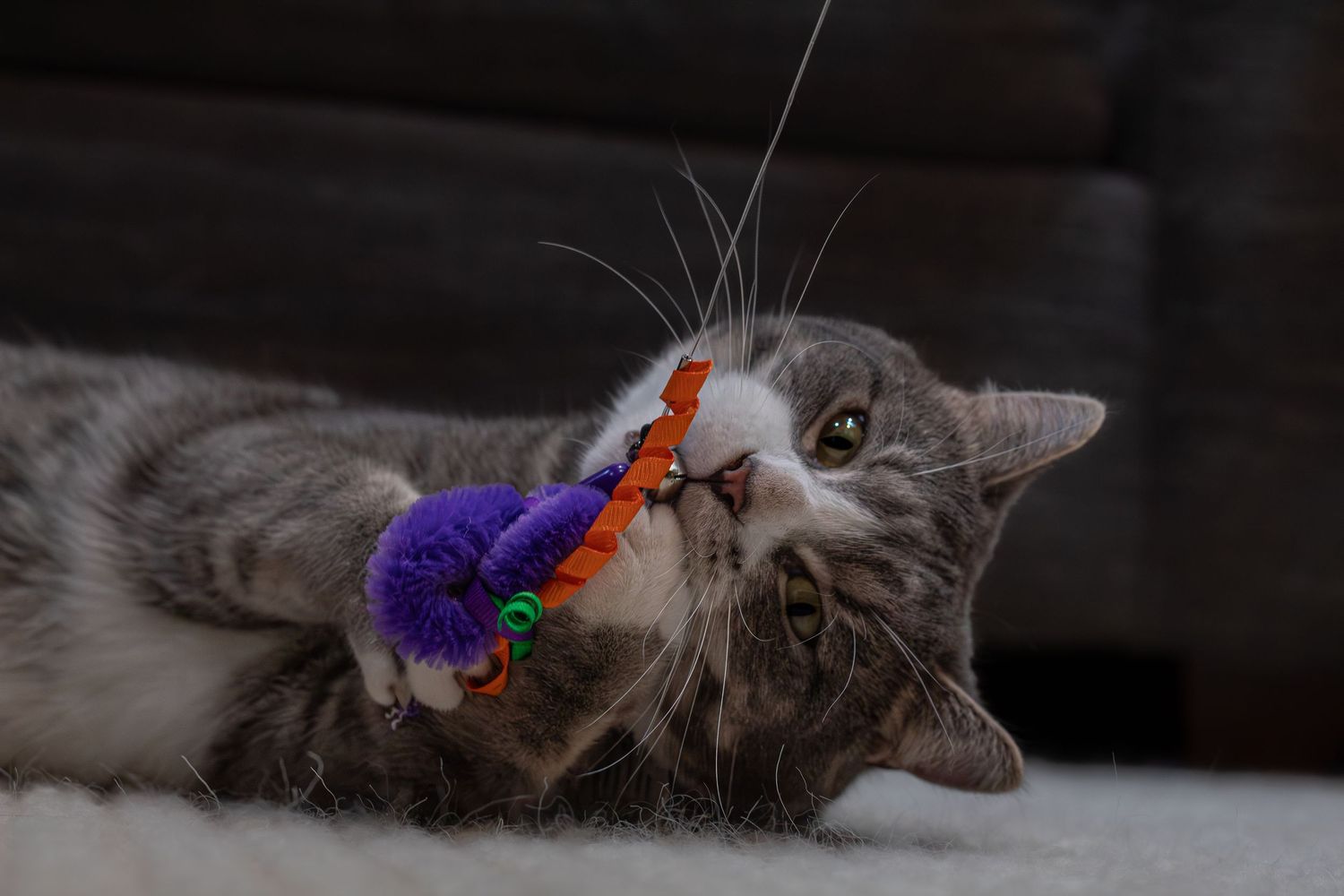 A gray tabby cat plays with a colorful toy while lying on a carpet.