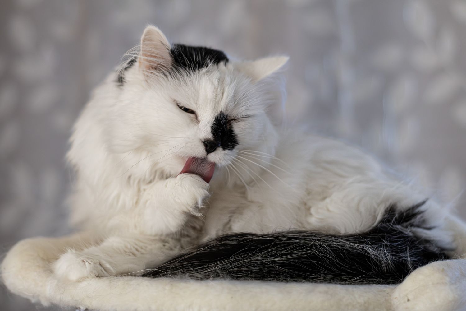 A fluffy white and black cat grooming itself by licking its paw on a cat perch.