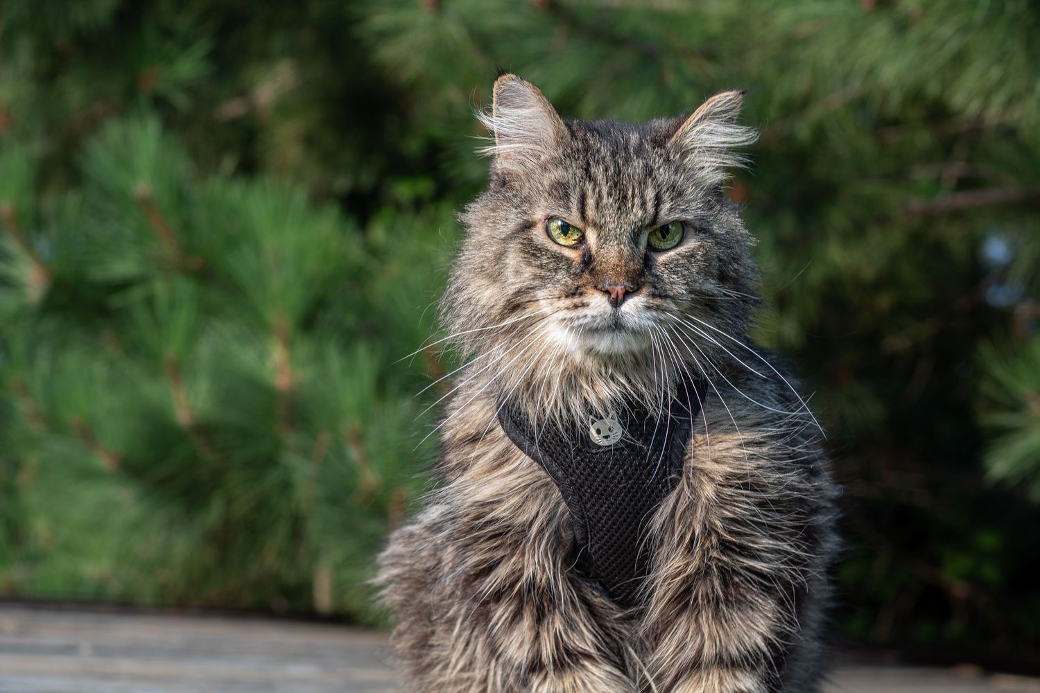 Fluffy gray tabby cat wearing a black harness sitting outdoors near green pine trees.