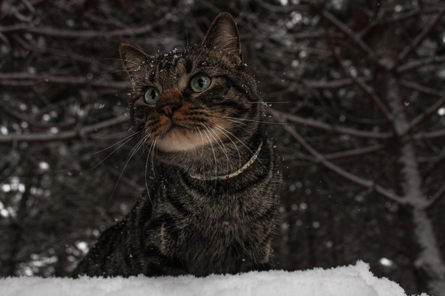 Dark tabby cat with green eyes sitting in snow with bare winter trees in background.