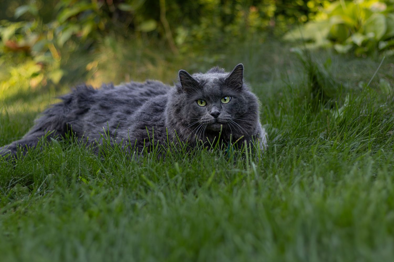 A fluffy gray long-haired cat with bright green eyes lying low in tall green grass.