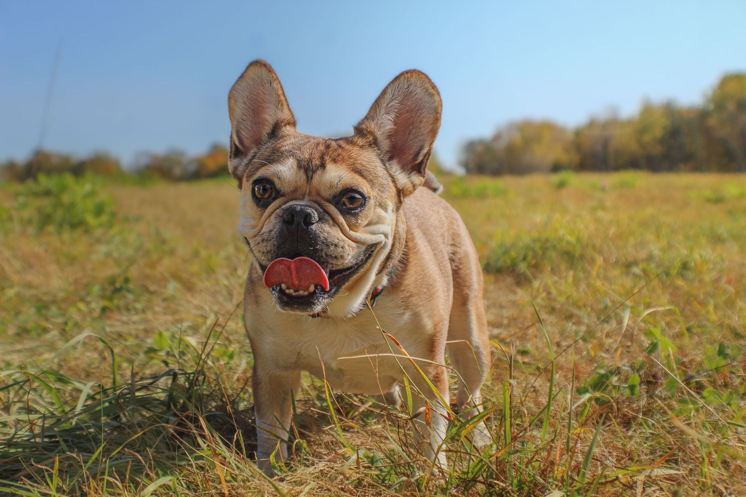 A happy fawn French Bulldog standing in a grassy field on a bright sunny day.