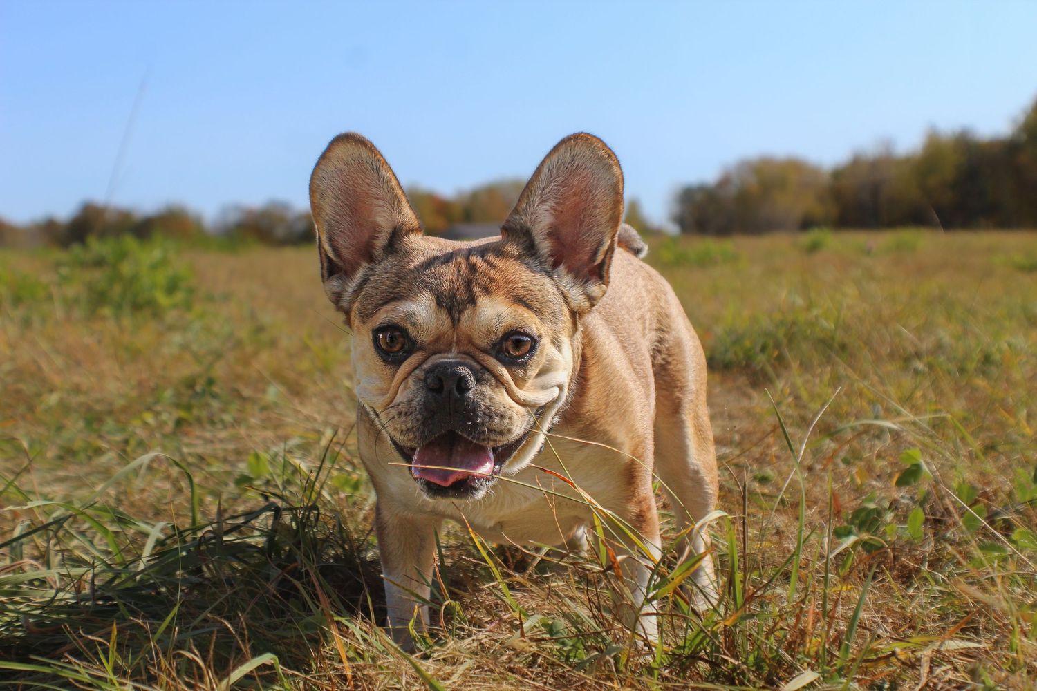 A fawn French Bulldog with tongue out running through a grassy field on a sunny day.