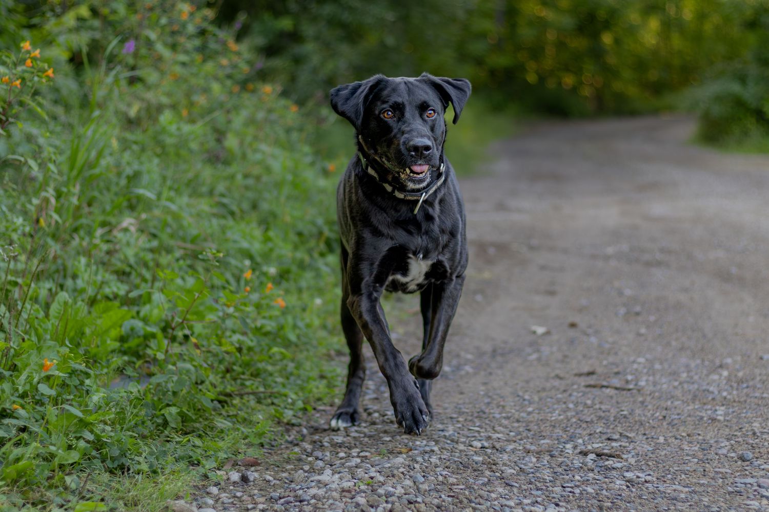 Black Labrador dog running along a gravel path surrounded by green foliage.