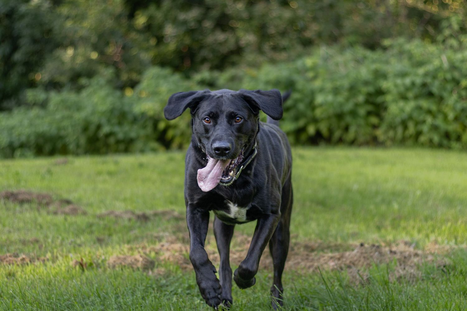 Black Labrador dog running across green grass with tongue hanging out.