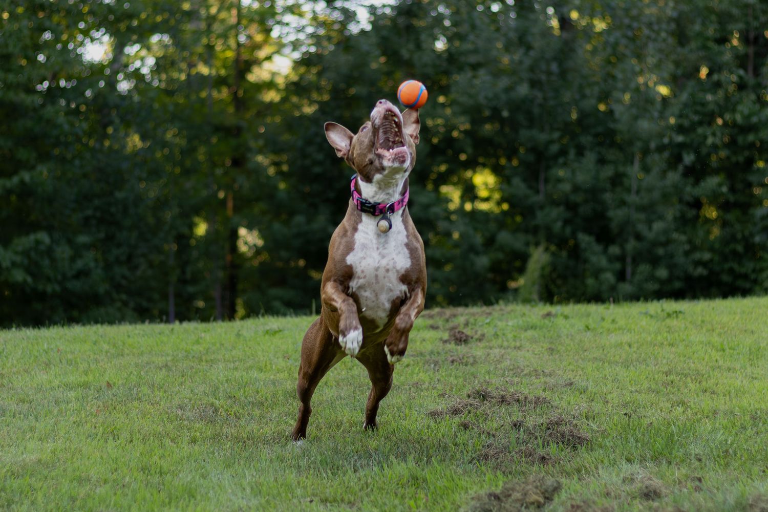 Brown pit bull dog jumping high in the air to catch an orange ball outdoors.