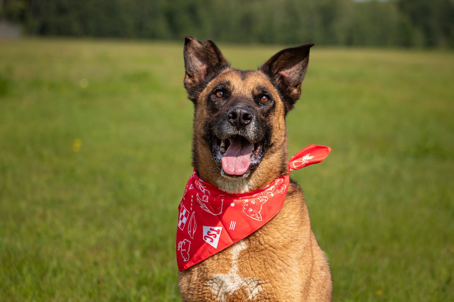 Belgian Malinois dog wearing a red bandana sitting in a green grassy field.