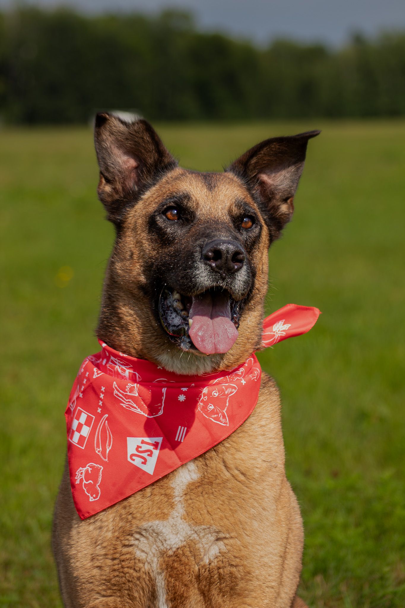 Happy Belgian Malinois wearing a red bandana sitting in a green field with tongue out.