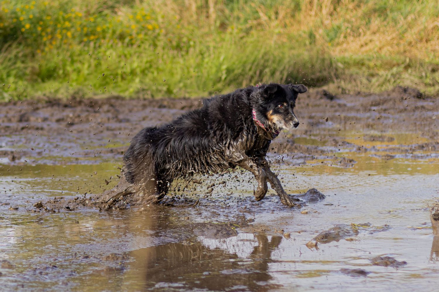 A muddy black dog splashing through a muddy puddle in an outdoor field.
