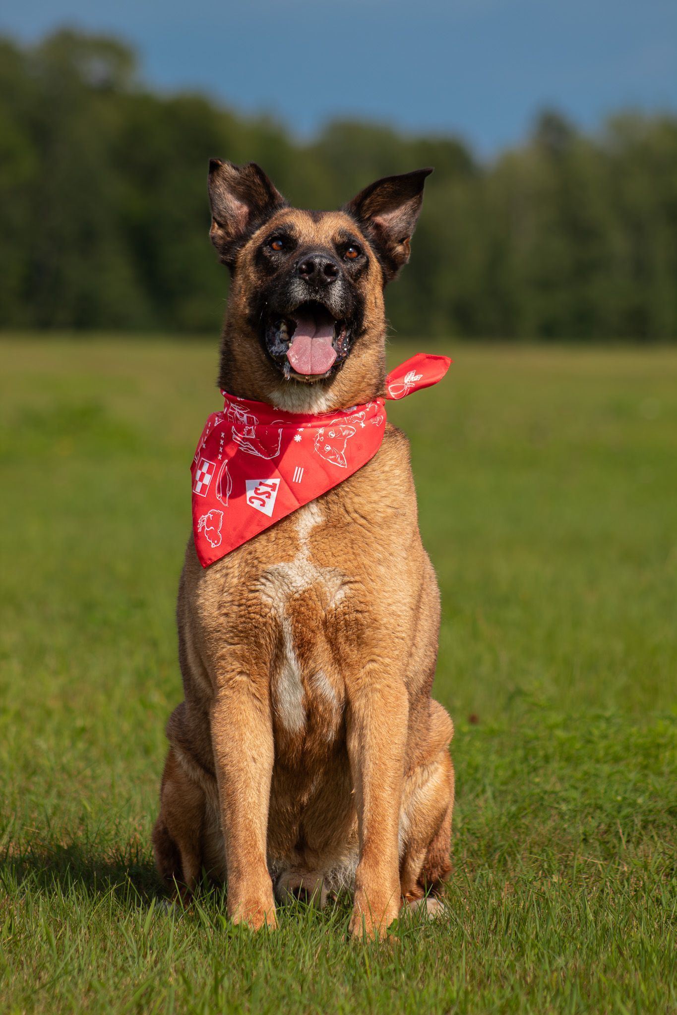 Belgian Malinois dog with red bandana sitting on grass with trees in the background.