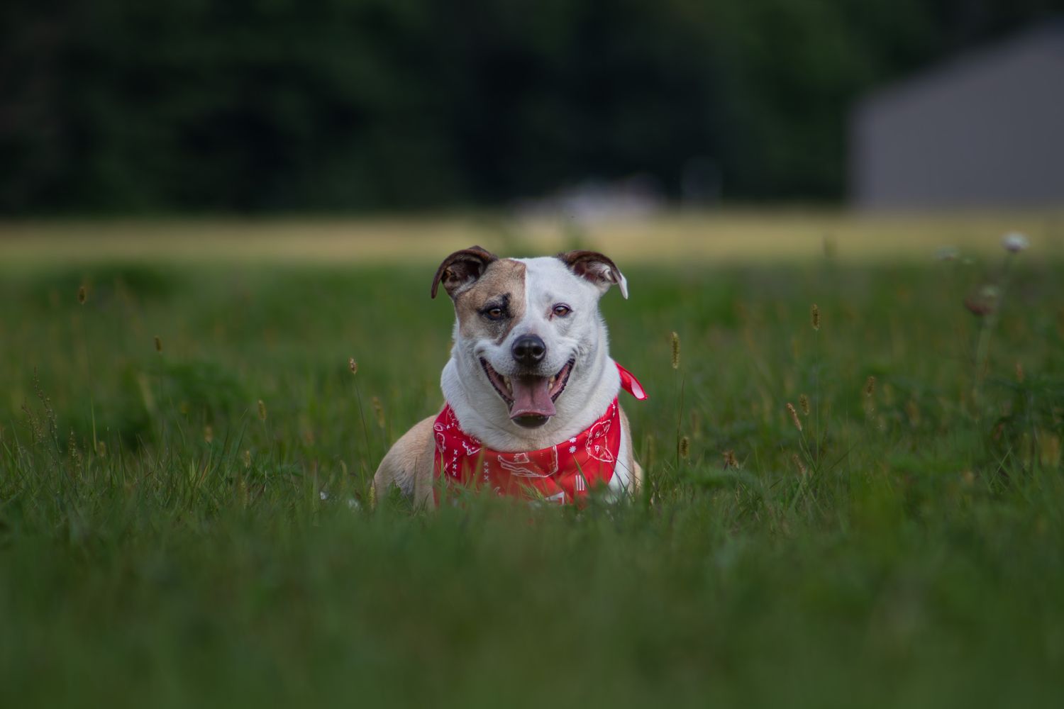 White and brown pit bull dog wearing a red bandana sitting in green grass field.