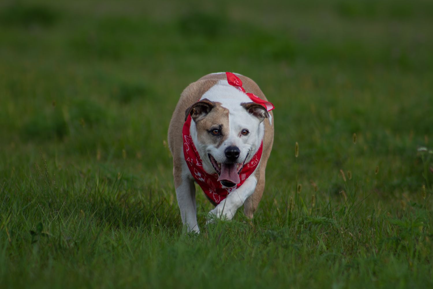 Energetic pit bull dog wearing a red bandana running through a lush green grass field.