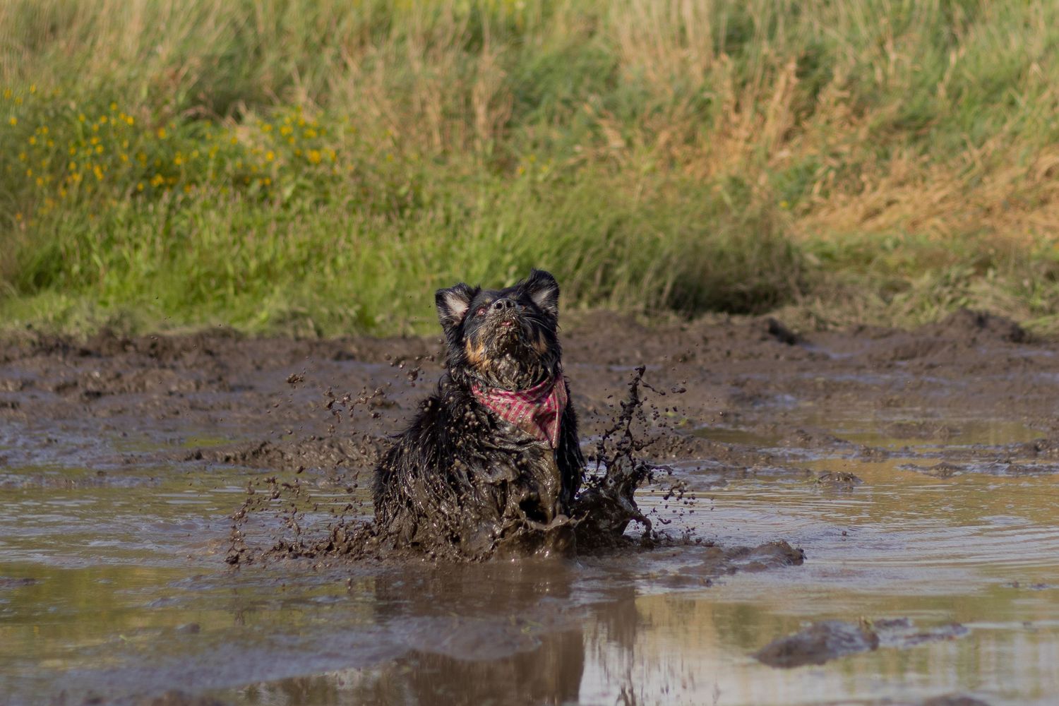 A wet muddy black dog playing energetically in a muddy water puddle outdoors.