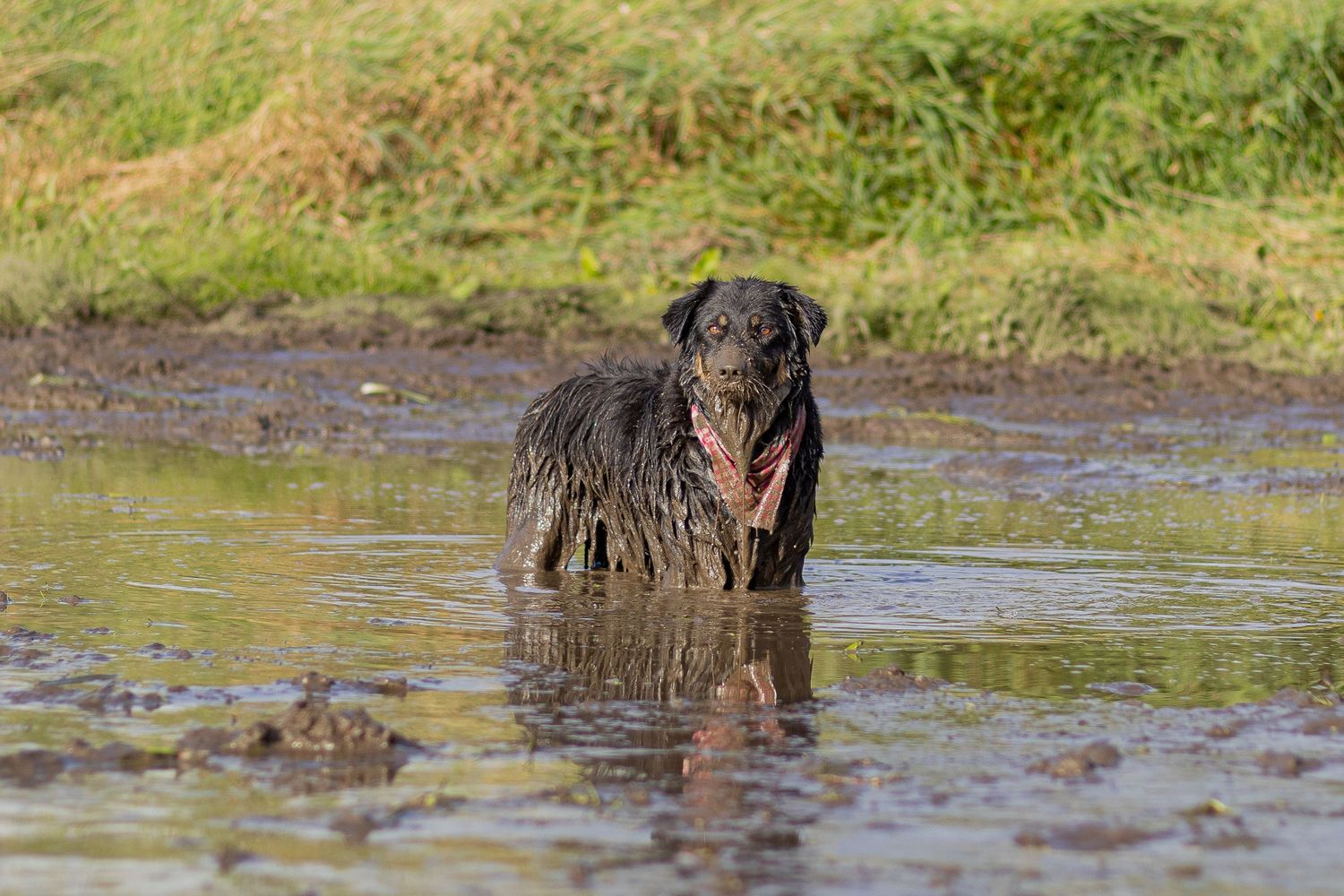 A soaking wet black dog standing in a muddy puddle with tongue out in a field.