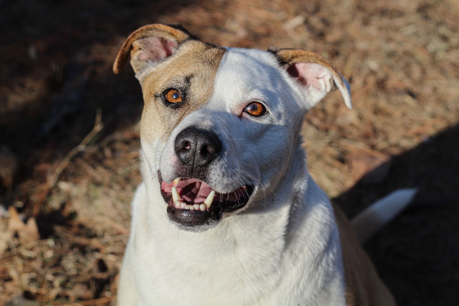 Friendly white and tan pit bull dog smiling outdoors in sunlight.