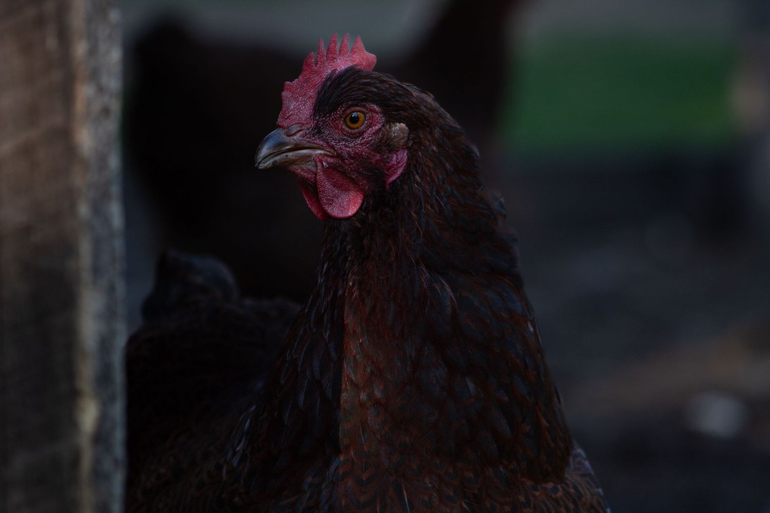 A dark brown hen with a red comb and wattle in a dimly lit farm setting.