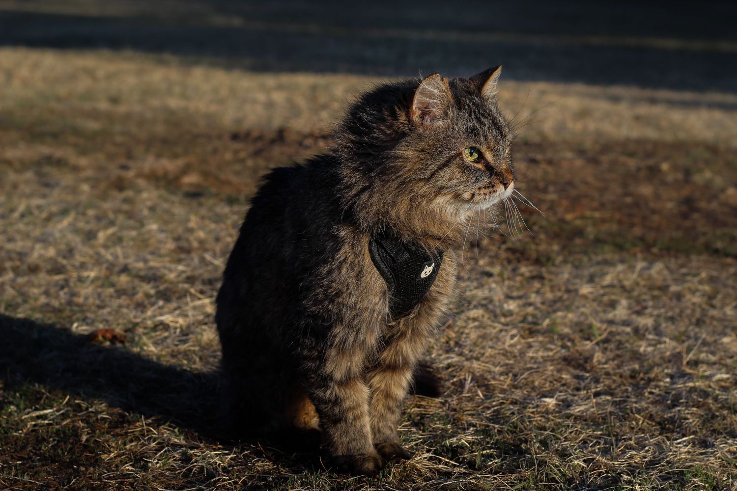 A fluffy long-haired tabby cat wearing a harness sits on dry grass in sunlight.