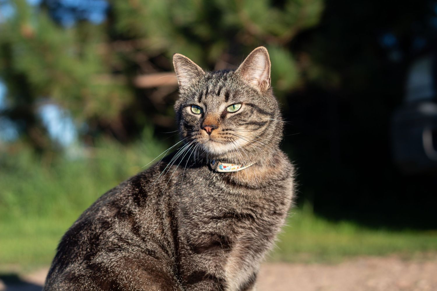 A tabby cat with green eyes sits alertly outdoors with trees in the background.