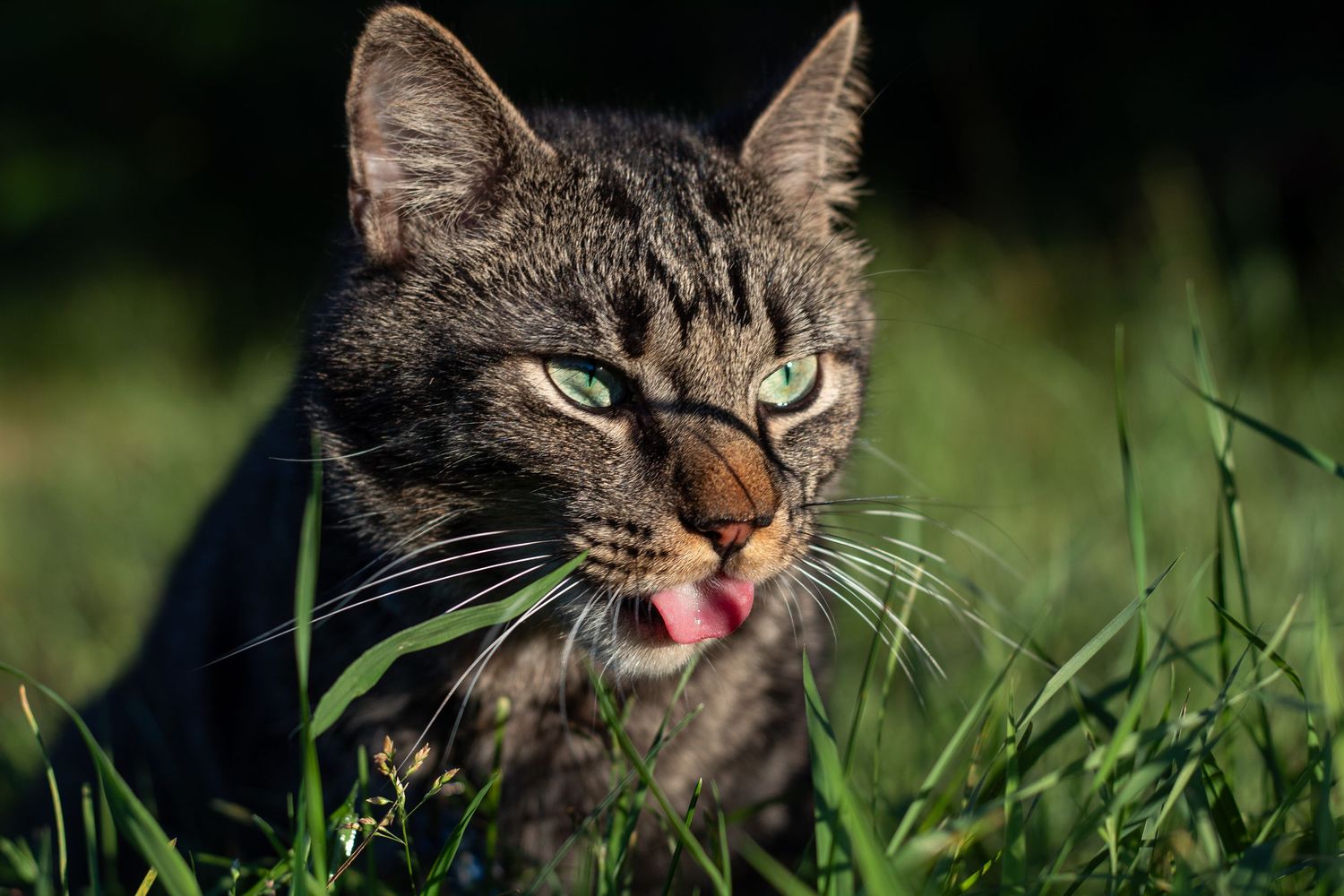 A tabby cat with green eyes licks its lips while crouching in green grass.