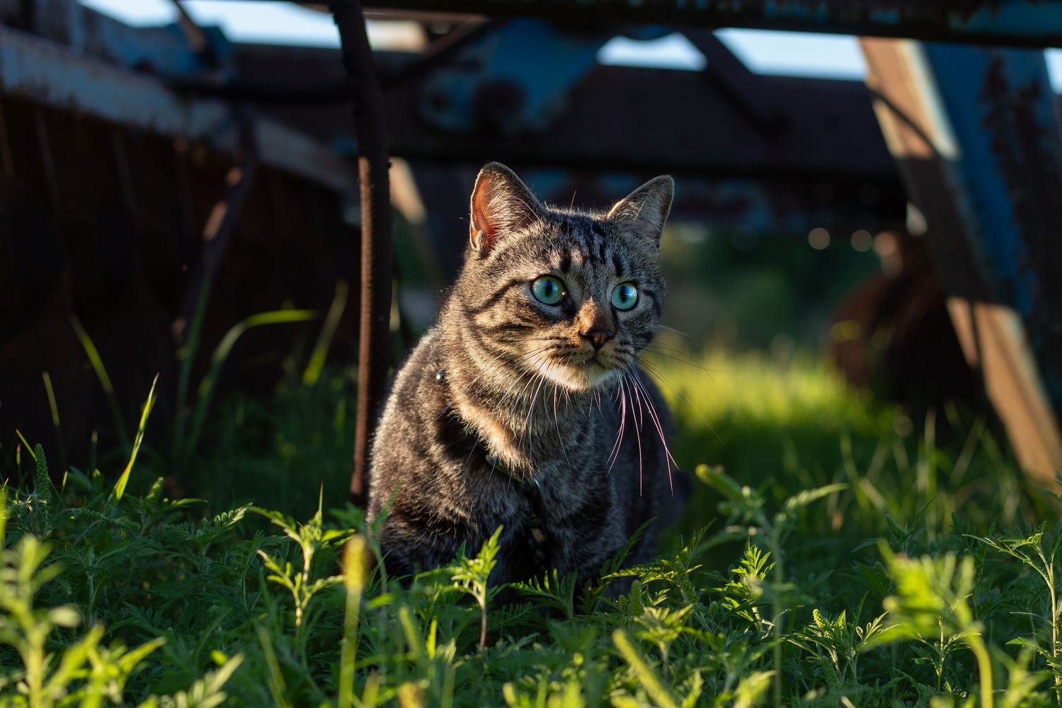 A tabby cat with blue-green eyes sits in lush green grass under warm sunlight.