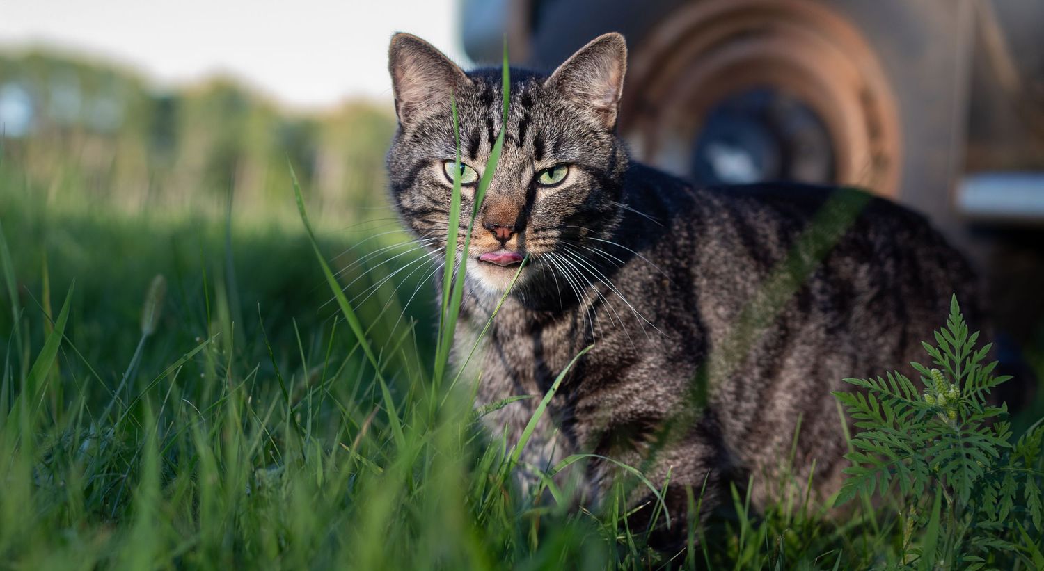 A tabby cat with green eyes walks through tall grass with tongue out.