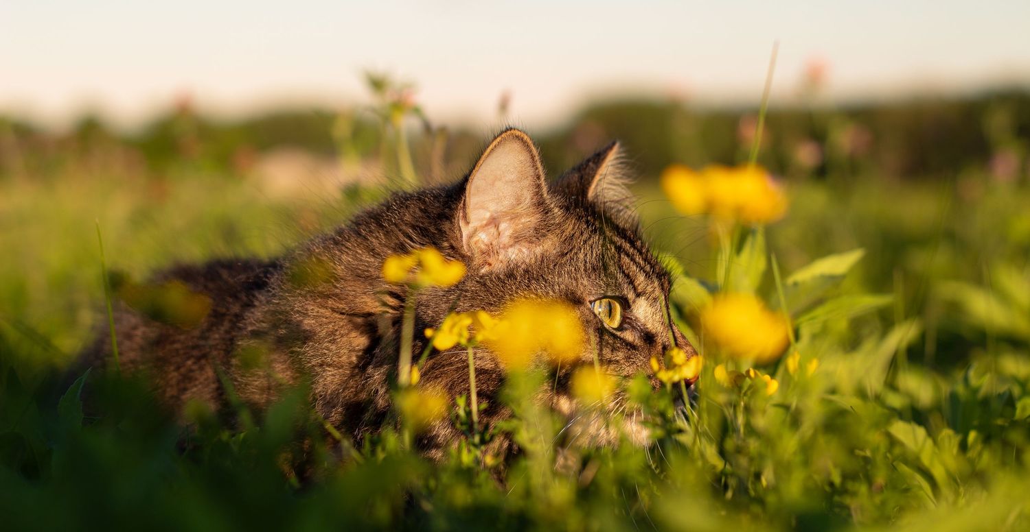 A tabby cat sniffs yellow dandelion flowers while hiding in a green meadow.