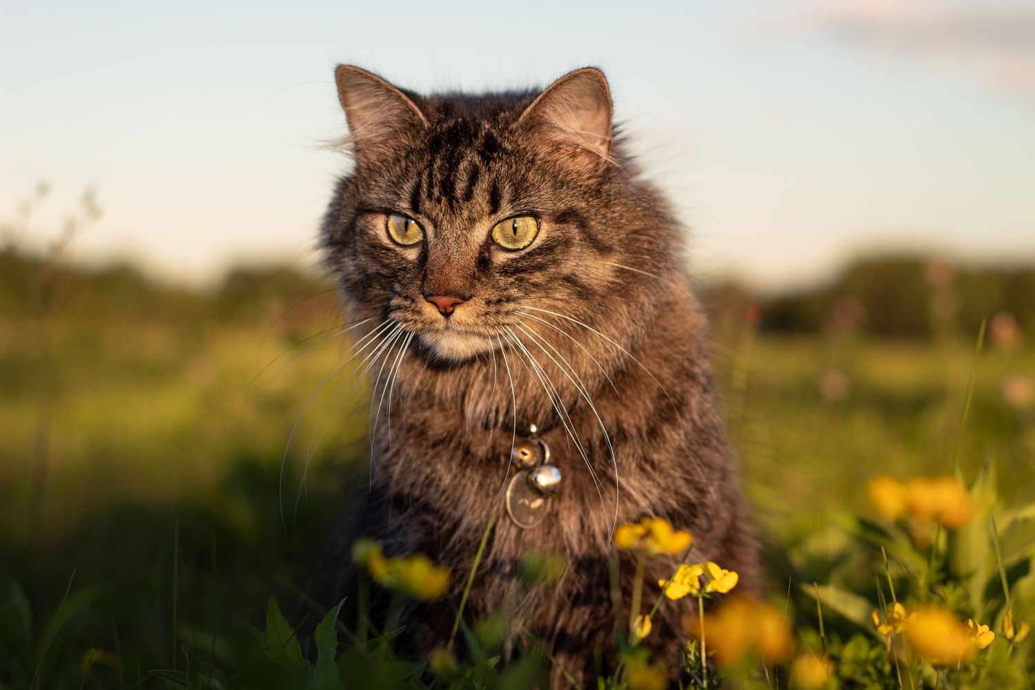 Fluffy tabby cat with green eyes sitting among yellow wildflowers in a meadow at golden hour.