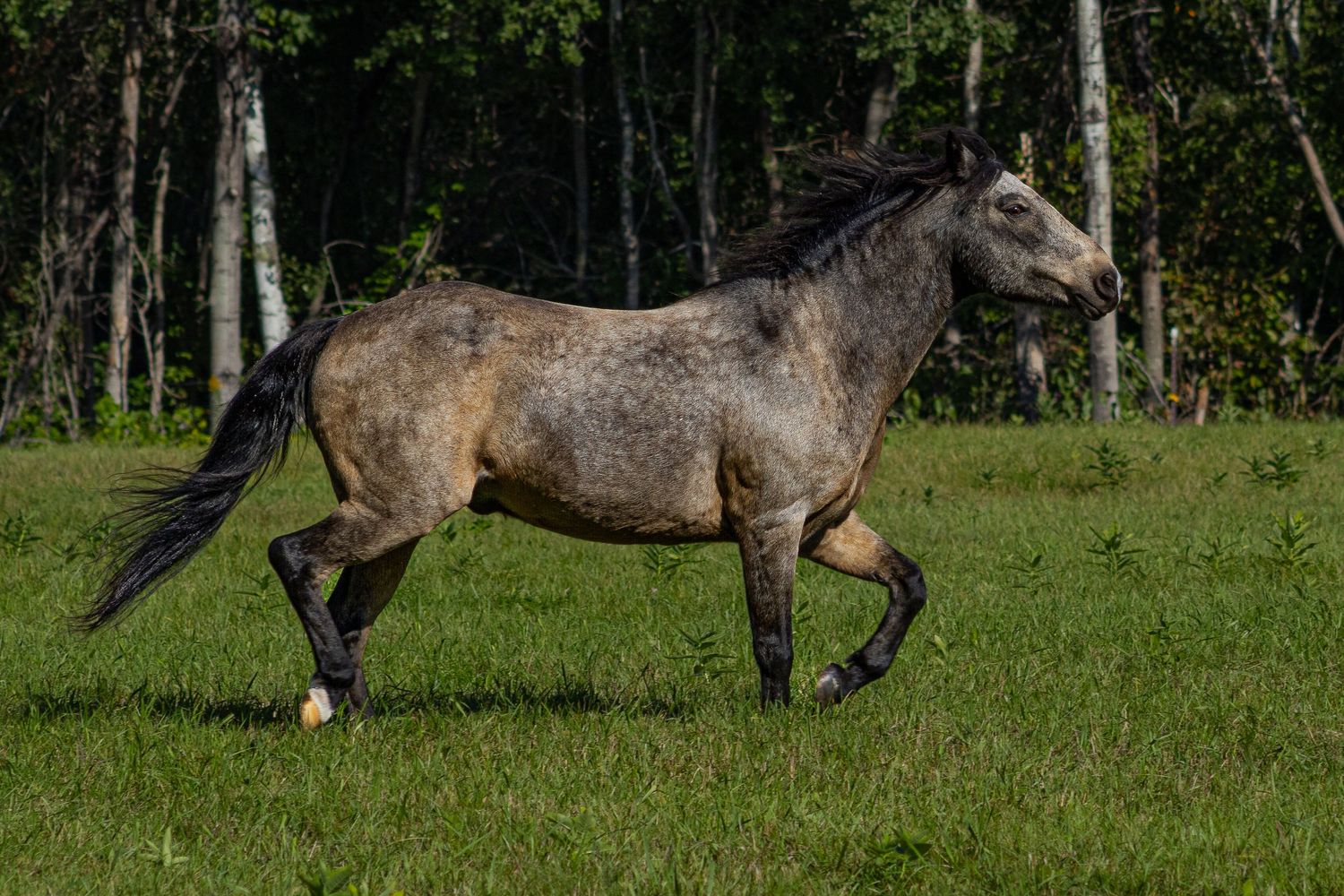 A dapple gray horse trotting across a lush green field with a forest in the background.