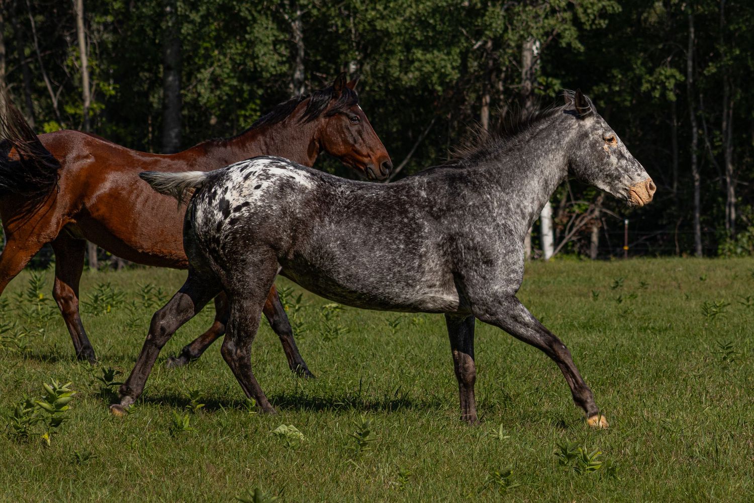 An Appaloosa horse with distinctive spotted coat trots alongside chestnut horses in a green pasture.