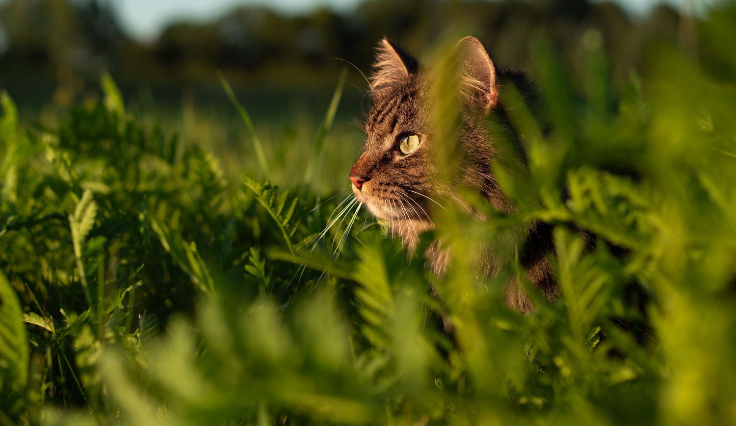 Tabby cat peering through lush green ferns in a sunlit field.