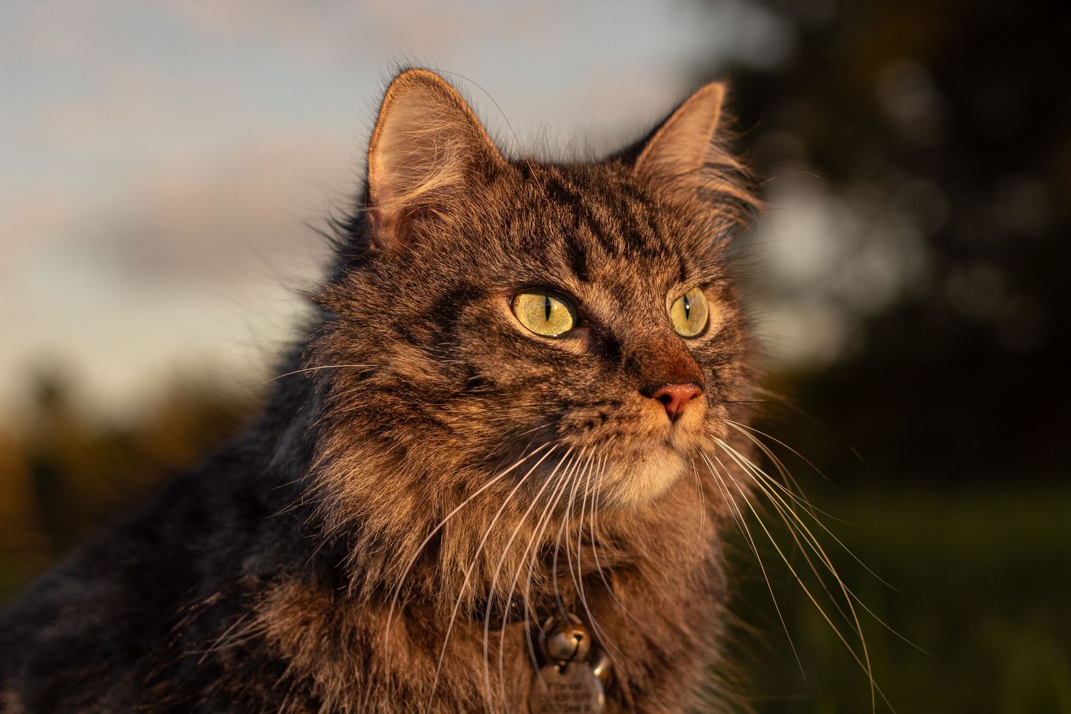 Close-up portrait of a fluffy tabby cat with golden eyes in warm sunset light.