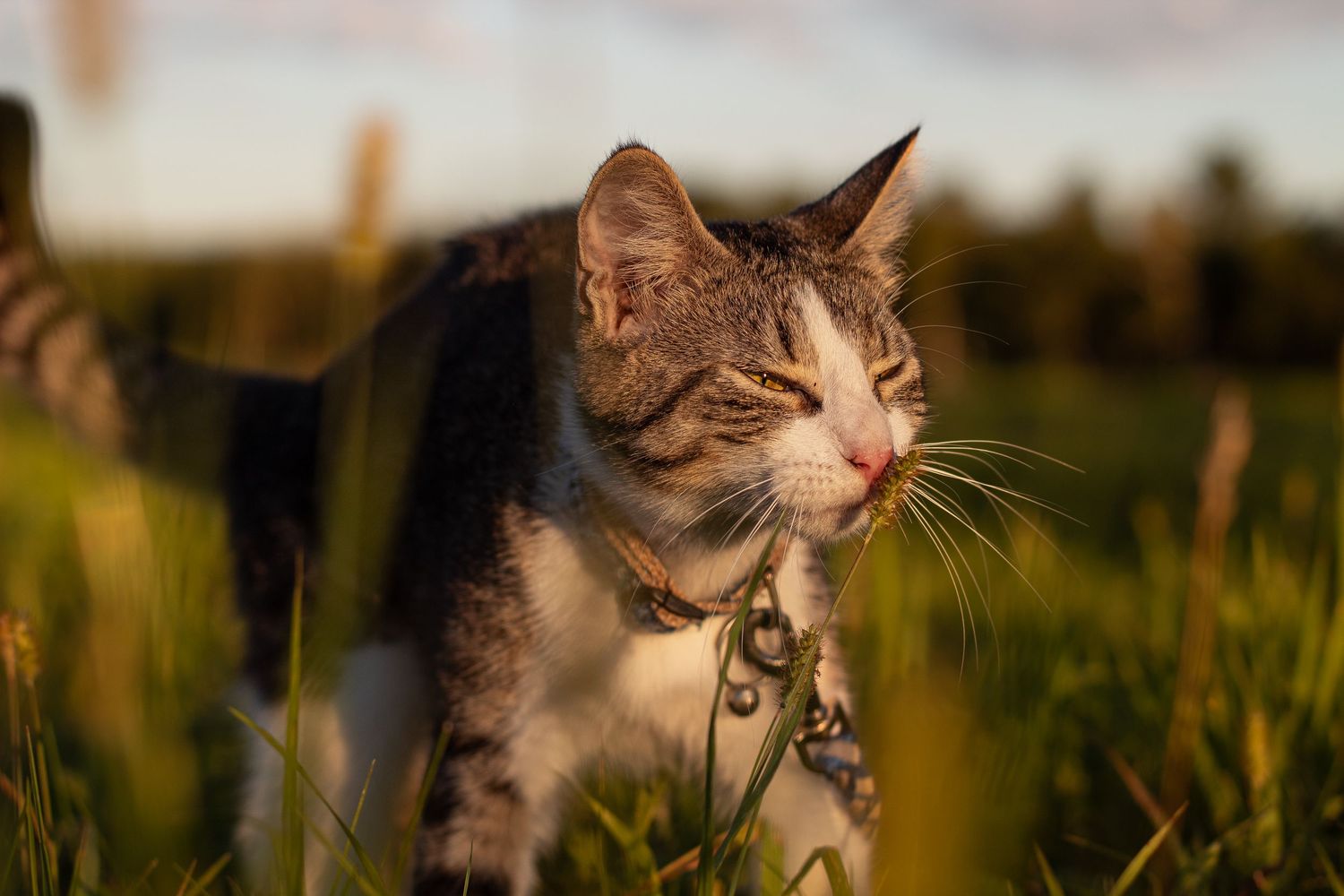 Tabby and white cat wearing a collar walking through green grass at sunset.