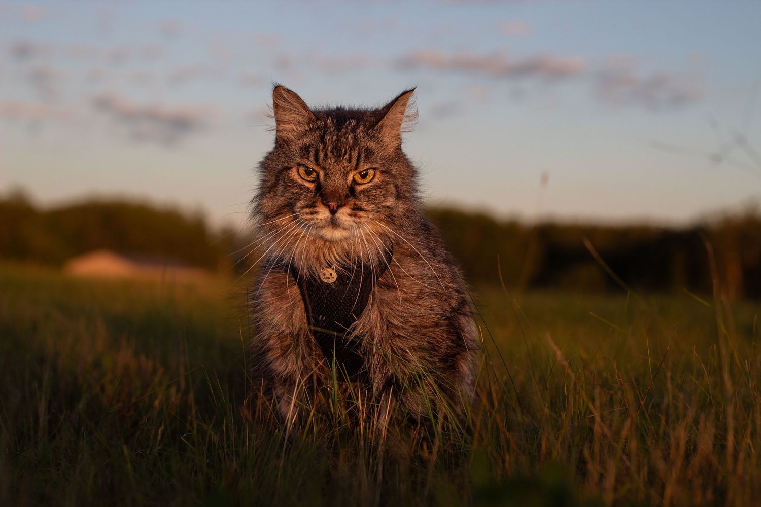 Fluffy tabby cat standing in a green meadow under a colorful evening sky.