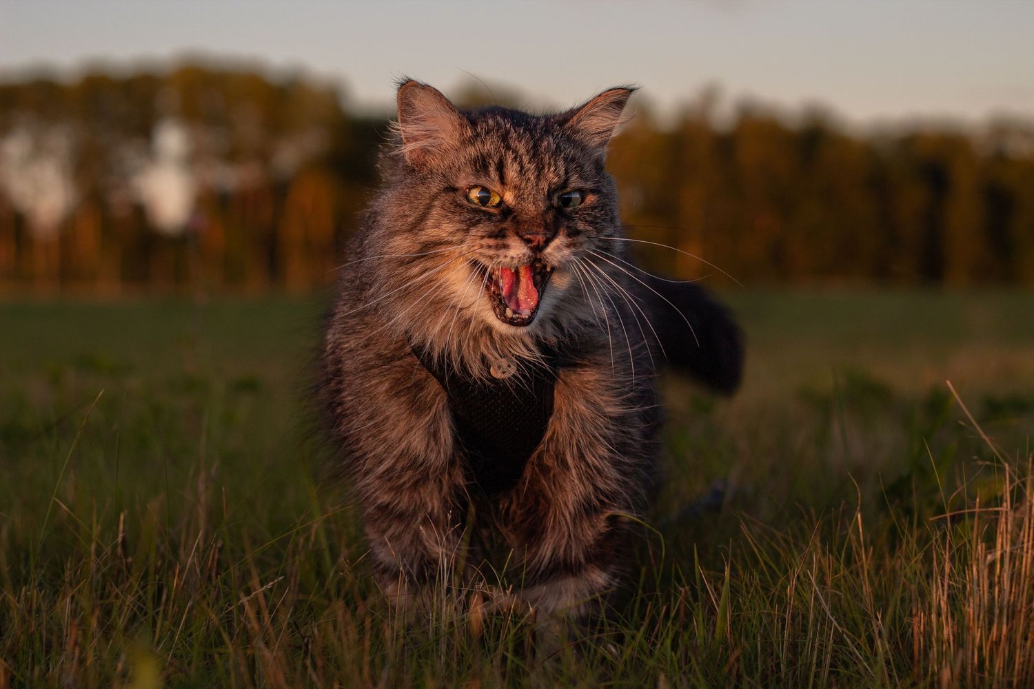 Fluffy tabby cat running with mouth open across a green field at sunset.