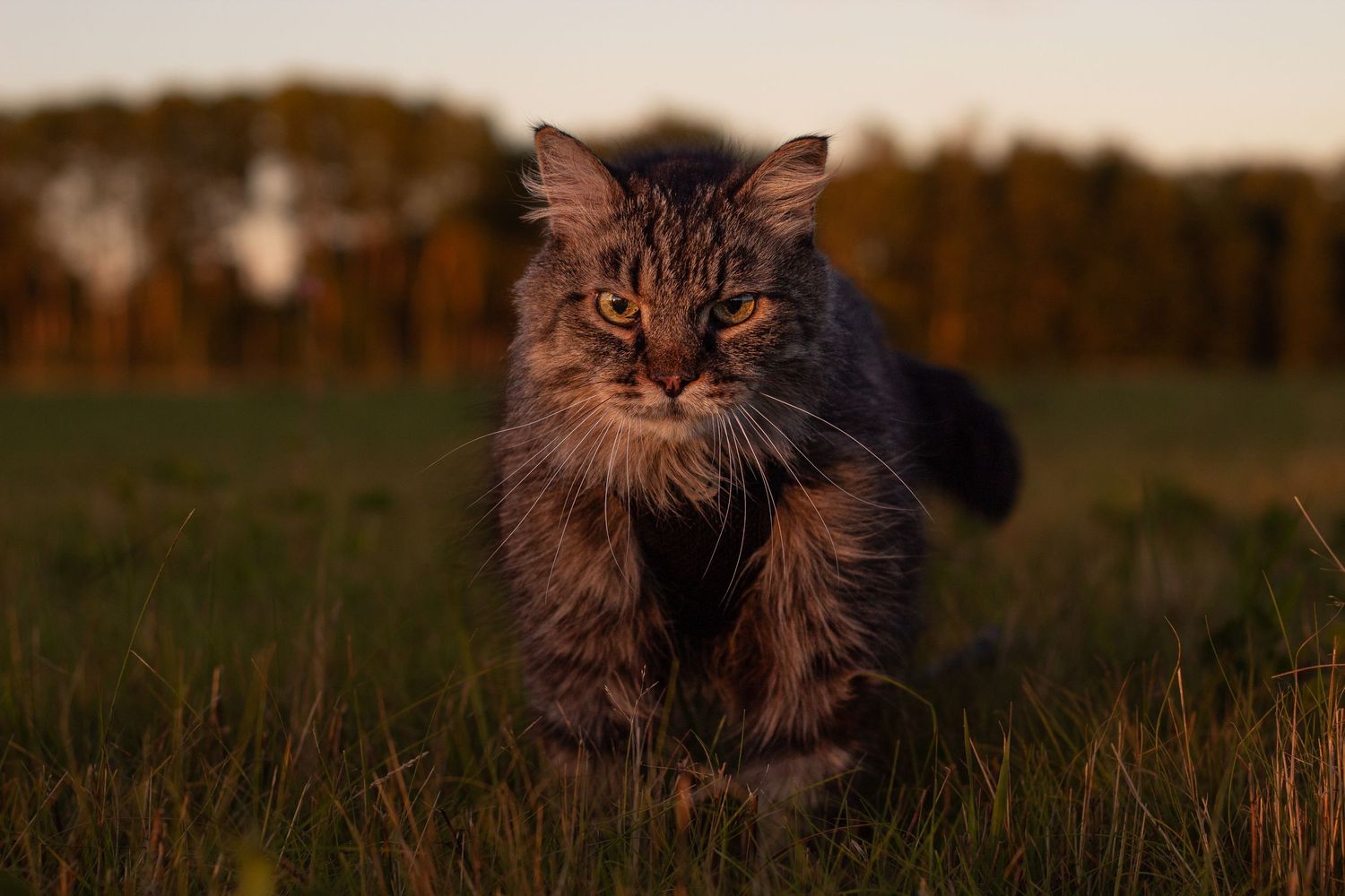 Long-haired tabby cat walking through a green field in warm golden sunset light.