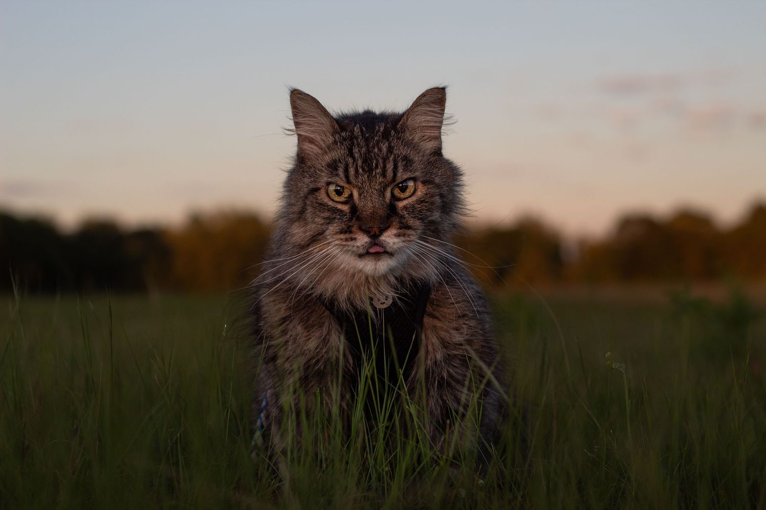 Fluffy tabby cat with intense golden eyes standing in a green meadow at dusk.