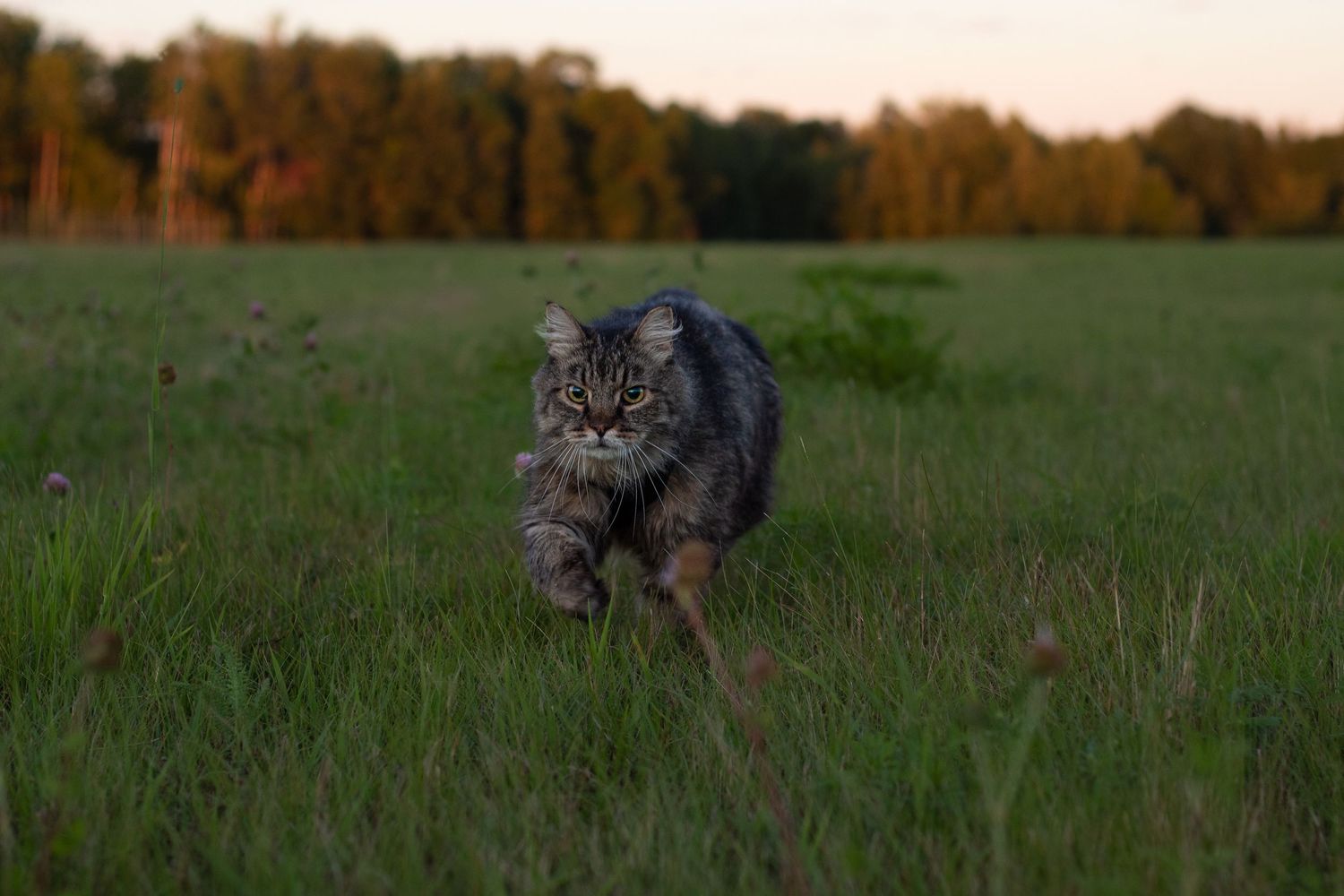 Long-haired tabby cat running across a wide open green field at sunset.